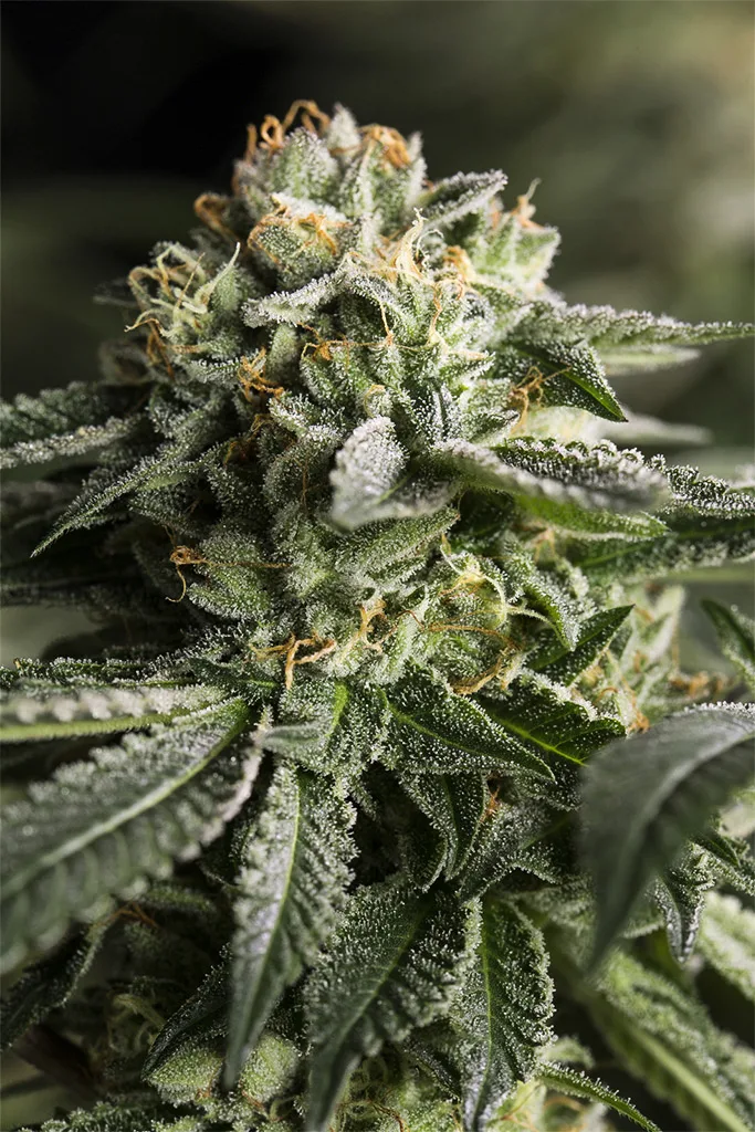 Remo Chemo – DinaFem Seeds – Feminisiert
