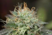 Remo Chemo – DinaFem Seeds – Feminisiert