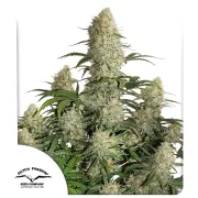 Auto Critical Orange Punch – Dutch Passion – Autoflowering