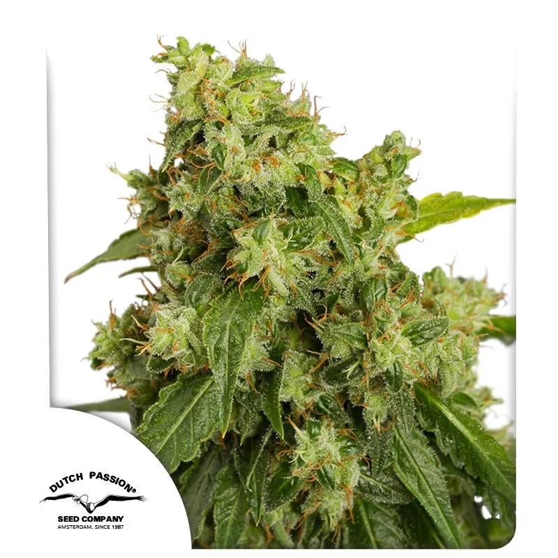 Auto Xtreme