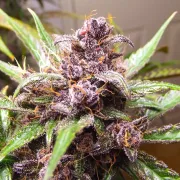 Auto Blackberry Kush