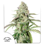 Auto Colorado Cookies – Dutch Passion – Autoflowering