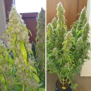 Auto Daiquiri Lime