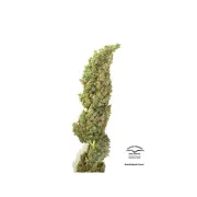 Auto Daiquiri Lime