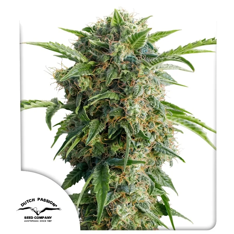 Auto Daiquiri Lime – Dutch Passion – Autoflowering