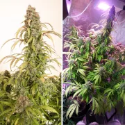 Auto Daiquiri Lime