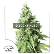 Auto Durban Poison – Dutch Passion – Autoflowering