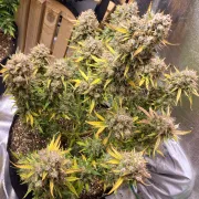 Auto Night Queen