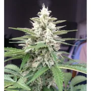 Auto White Widow