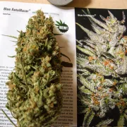 Blue Auto Mazar