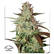 Blue Auto Mazar – Dutch Passion – Autoflowering
