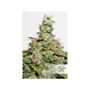 CBD Auto Compassion Lime – Dutch Passion – Autoflowering