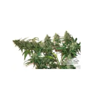 CBD Auto Compassion Lime – Dutch Passion – Autoflowering