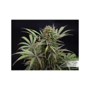 CBD ComPassion – Dutch Passion – Feminisiert