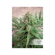 CBD ComPassion – Dutch Passion – Feminisiert