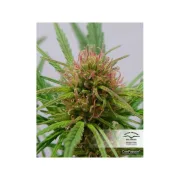 CBD ComPassion – Dutch Passion – Feminisiert
