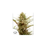 CBD ComPassion – Dutch Passion – Feminisiert