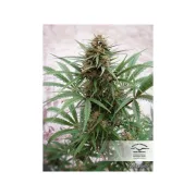 CBD ComPassion – Dutch Passion – Feminisiert