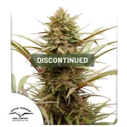 CBD ComPassion – Dutch Passion – Feminisiert