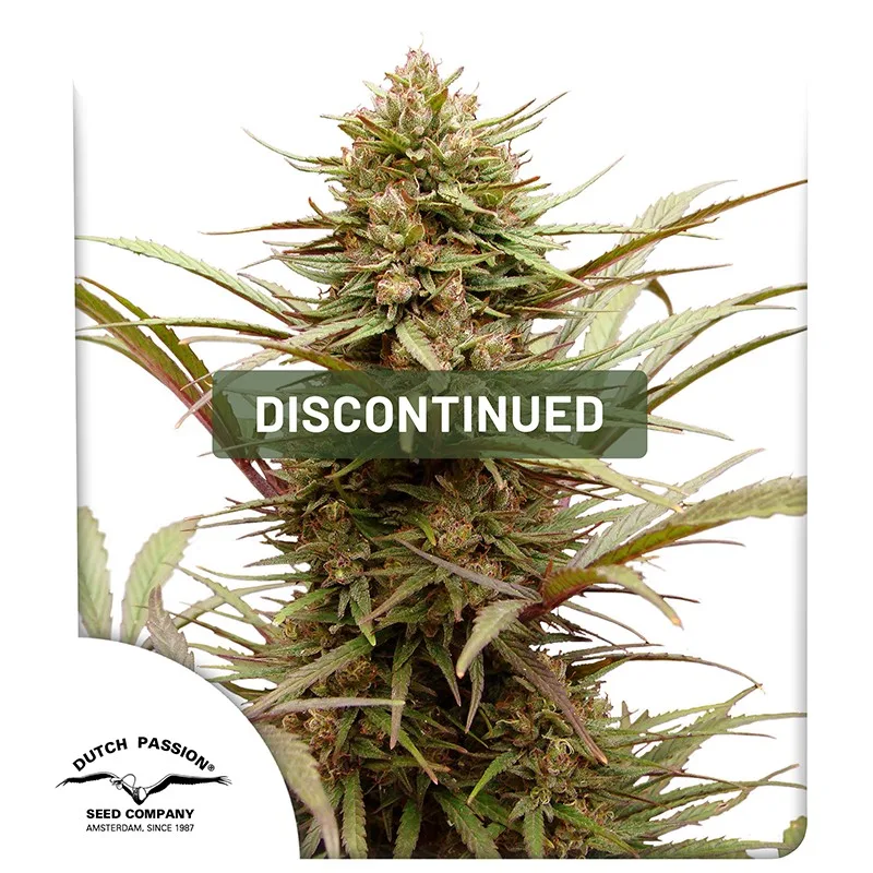 CBD ComPassion – Dutch Passion – Feminisiert