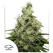 CBD Kush – Dutch Passion – Feminisiert