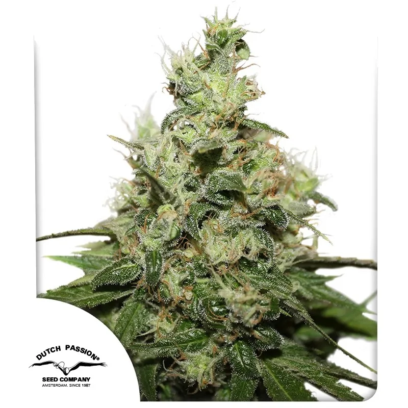 CBD Kush – Dutch Passion – Feminisiert