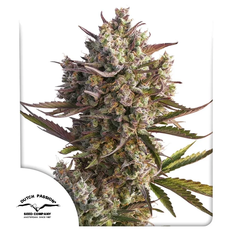 Auto Blueberry – Dutch Passion – Autoflowering