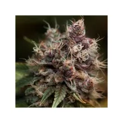 Blueberry
