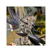 Blueberry