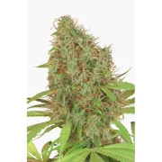 Dutch Haze – Dutch Passion – Feminisiert