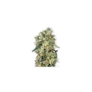 Dutch Haze – Dutch Passion – Feminisiert