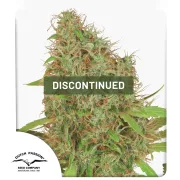 Dutch Haze – Dutch Passion – Feminisiert