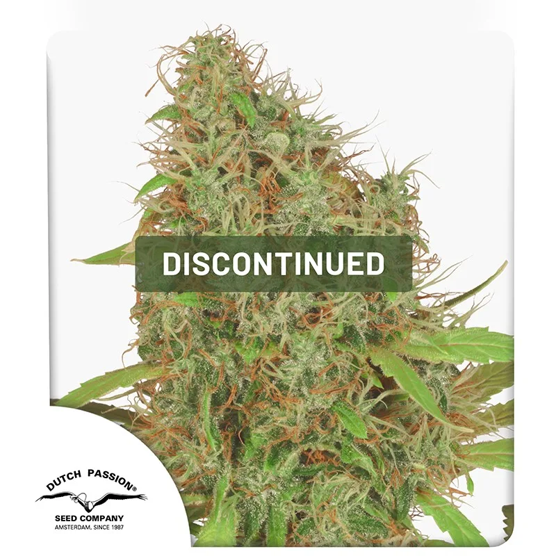 Dutch Haze – Dutch Passion – Feminisiert