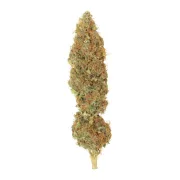 Dutch Haze – Dutch Passion – Feminisiert