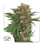 Masterkush – Dutch Passion – Feminisiert