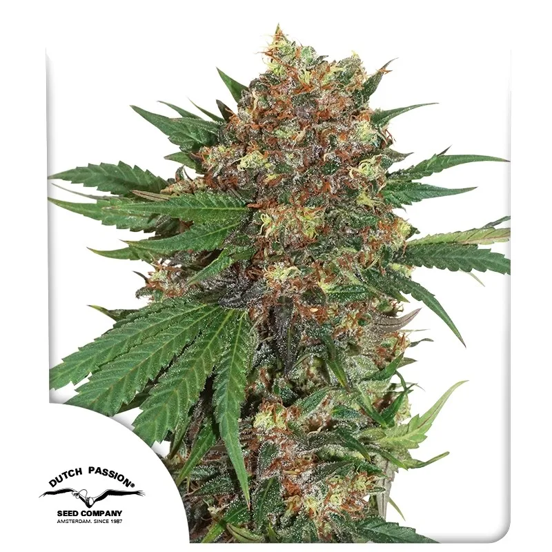 Masterkush – Dutch Passion – Feminisiert
