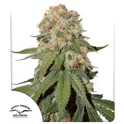 Orange Bud