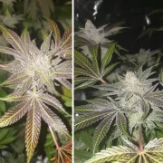 Orange Bud