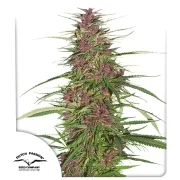 Purple #1 – Dutch Passion – Feminisiert