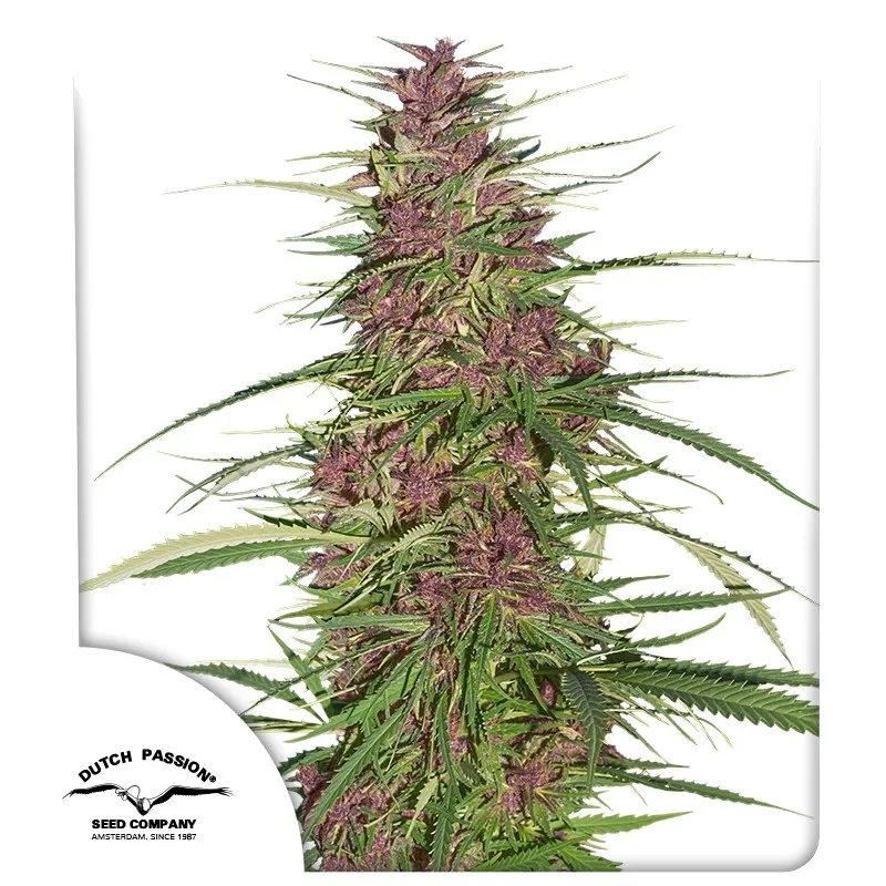 Purple #1 – Dutch Passion – Feminisiert