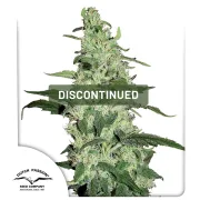 Skywalker – Dutch Passion – Feminisiert