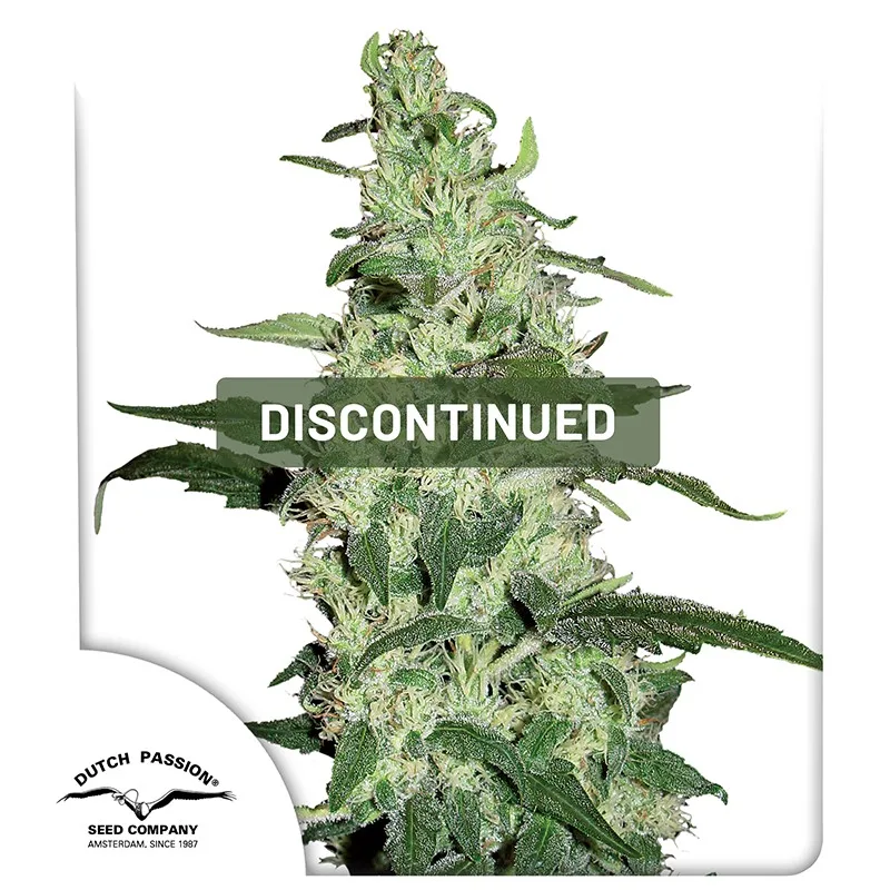 Skywalker – Dutch Passion – Feminisiert