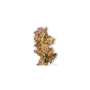 Skywalker – Dutch Passion – Feminisiert