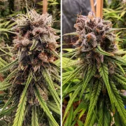Strawberry Cough