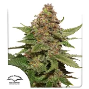 Strawberry Cough
