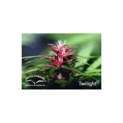 Twilight – Dutch Passion – Feminisiert