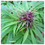 Twilight – Dutch Passion – Feminisiert