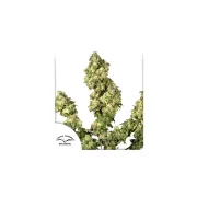 Ultra Skunk – Dutch Passion – Feminisiert