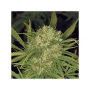 Ultra Skunk – Dutch Passion – Feminisiert