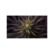 Ultra Skunk – Dutch Passion – Feminisiert